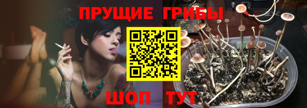 Галлюциногенные грибы Psilocybe Ессентуки